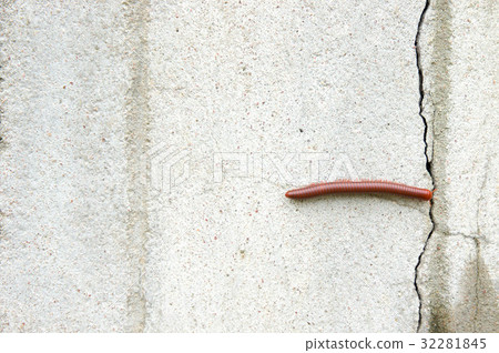 Millipede on the wall of the house in the rain. 32281845