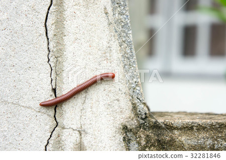 Millipede on the wall of the house in the rain. Millipede on the wall of the house in the rain. 32281846