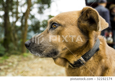 Dog animal pet head face yellow dog Dog animal pet head face yellow dog 32282174