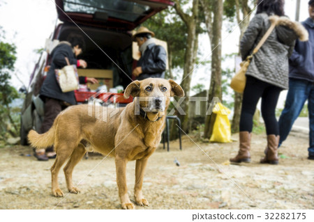 狗 動物 寵物 黃狗 狗 動物 寵物 黃狗 32282175