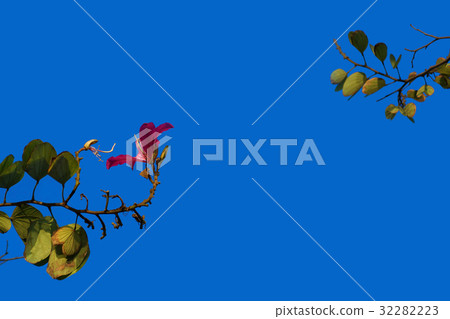 Flower leaves sky blue sky background 32282223