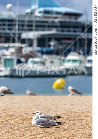 Seagulls on the beach,fisher boats and cruise ship 32282937