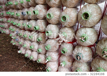 Sajor-caju Mushroom grow up in farm Sajor-caju Mushroom grow up in farm 32284108