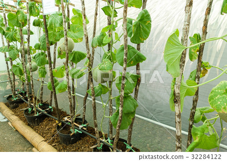 young sprout of melons plants young sprout of melons plants 32284122