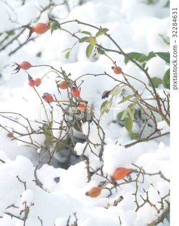 Ice crystal leaf fruit frost winter plant 32284631