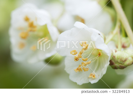 Actinidia kolomikta flowers Actinidia kolomikta flowers 32284913