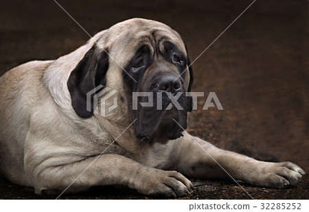 English Mastiff portrait English Mastiff portrait 32285252
