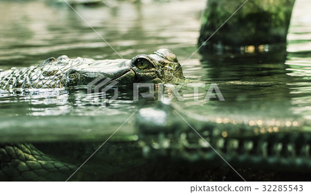 Gharial - Gavialis gangeticus shoots in water 32285543