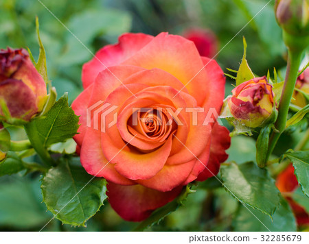 Beautiful light red rose flower 32285679