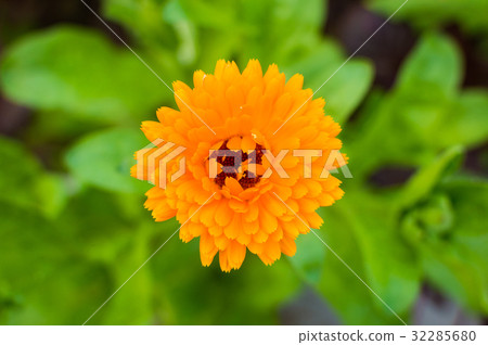 Orange flower on green background 32285680