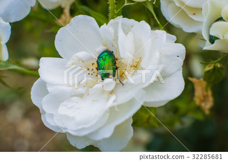 Chafer in white rose flower 32285681