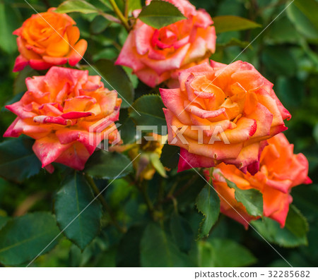 Beautiful light red rose flower 32285682