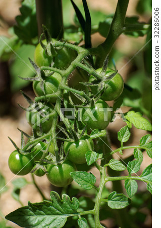 Kitchen garden cherry tomatoes Kitchen garden cherry tomatoes 32286006