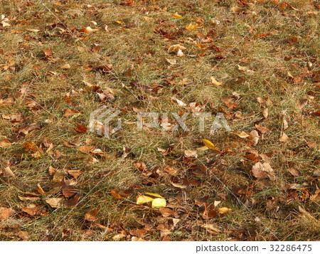 Autumn city park and leaf texture 32286475
