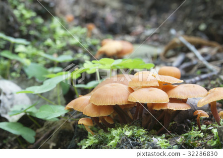Flammulina velutipes mushrooms 32286830