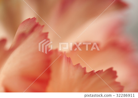 Carnation flower fragment 32286911