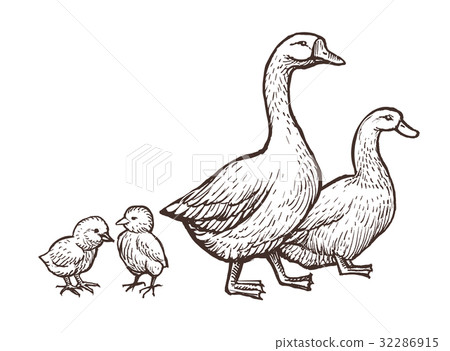 Goose and Duck farm animals sketch. Hand drawn - Stock Illustration ...