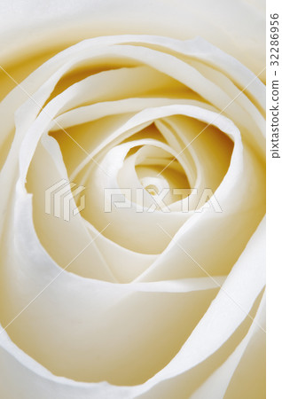 Rose flower fragment 32286956
