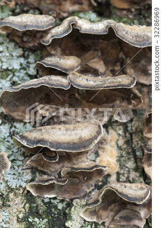 Timber fungus 32286969