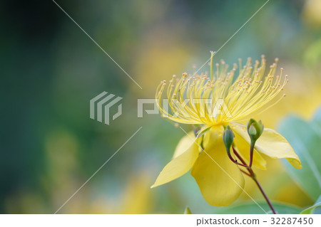 Flower of bean canon Flower of bean canon 32287450
