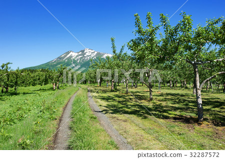 Tsugaru Fuji from the apple garden 32287572