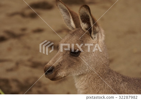 Okangaroo 76 32287982