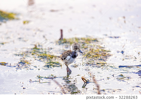 Young southern lapwing Young southern lapwing 32288263