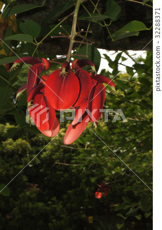 Deigo的美國花 32288371