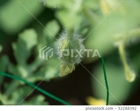 西瓜寶貝 32288392