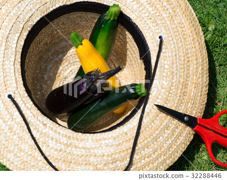 Summer vegetable harvest 32288446