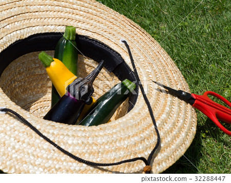 Summer vegetable harvest Summer vegetable harvest 32288447