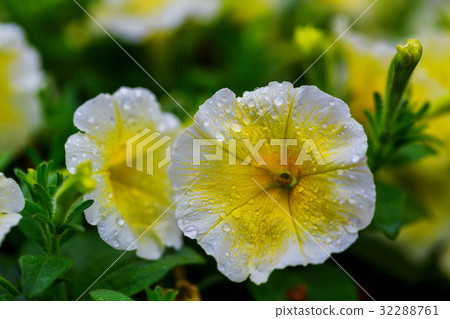 Outdoor color macro single yellow and violet 32288761
