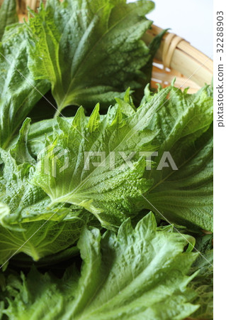 紫蘇離開 紫蘇離開 32288903