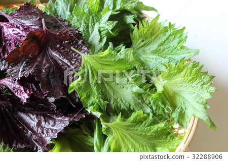 紫蘇離開 32288906