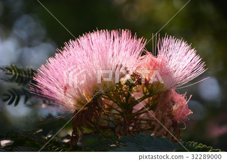 Nemunoki花　 32289000