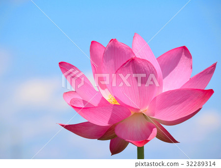 藍天和Oga蓮花 32289314