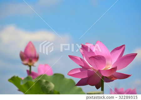 蓮花Oga蓮花 32289315