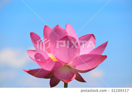 藍天和Oga蓮花 32289317