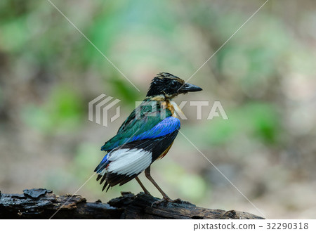 Blue-winged Pitta in nature of Thailand 32290318