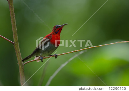 Crimson Sunbird perching on a branc Crimson Sunbird perching on a branc 32290320