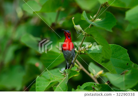 Crimson Sunbird perching on a branc 32290338