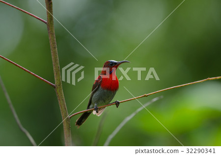 Crimson Sunbird perching on a branc 32290341