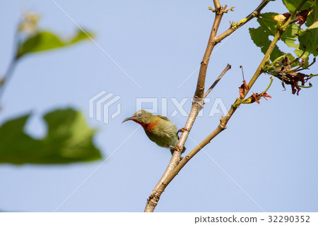 Crimson Sunbird perching on a branc 32290352