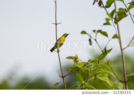 Olive-backed sunbird, Yellow-bellied sunbird 32290353