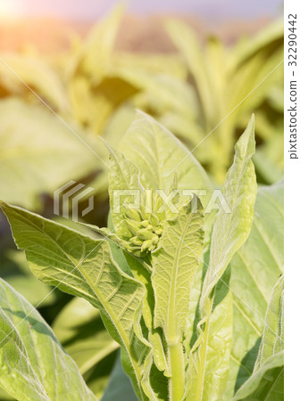 Nicotiana tabacum  herbaceous plant 32290442