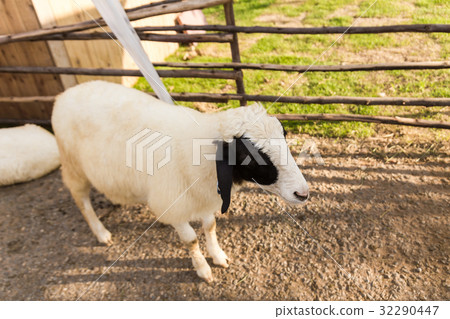 Sheep in the farm Sheep in the farm 32290447