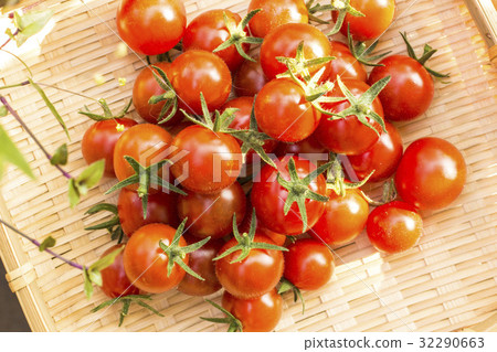 Harvest of petit tomato 32290663
