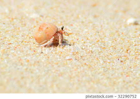 可愛的寄居蟹 可愛的寄居蟹 32290752
