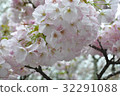 Cherry Blossoms	 32291088