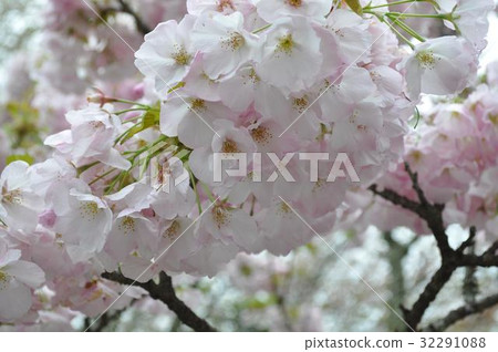 Cherry Blossoms	 32291088